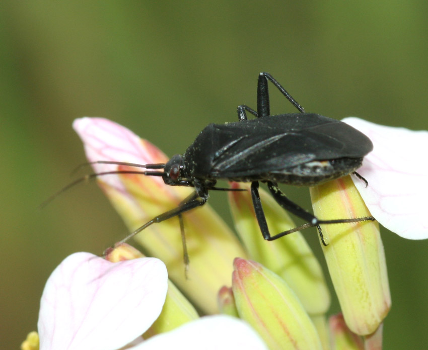 Calocoris nemoralis: la forma 